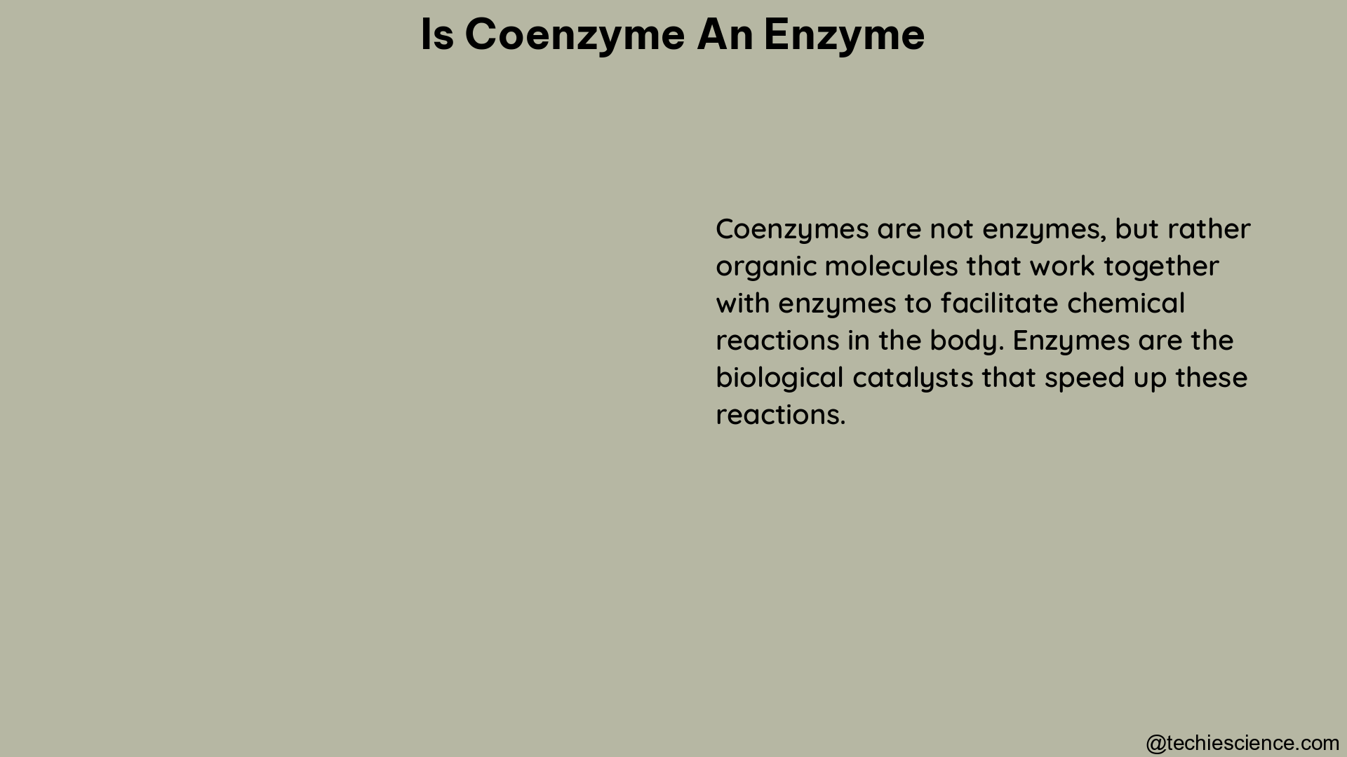 is coenzyme an enzyme