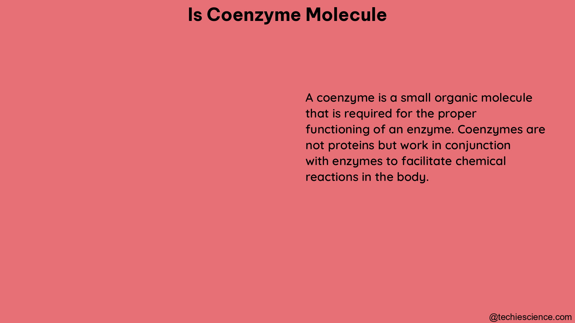 is coenzyme molecule