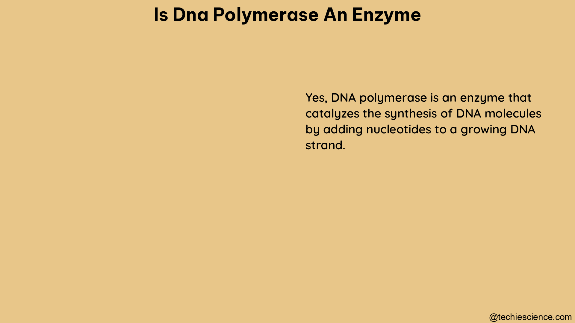 is dna polymerase an enzyme