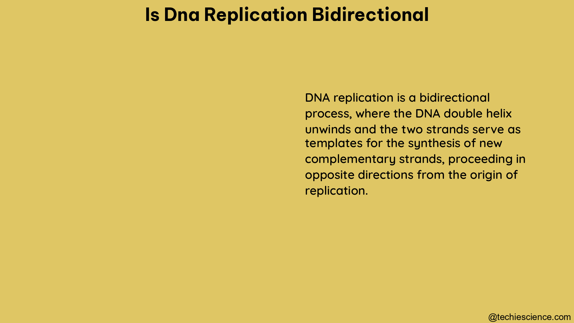 is dna replication bidirectional