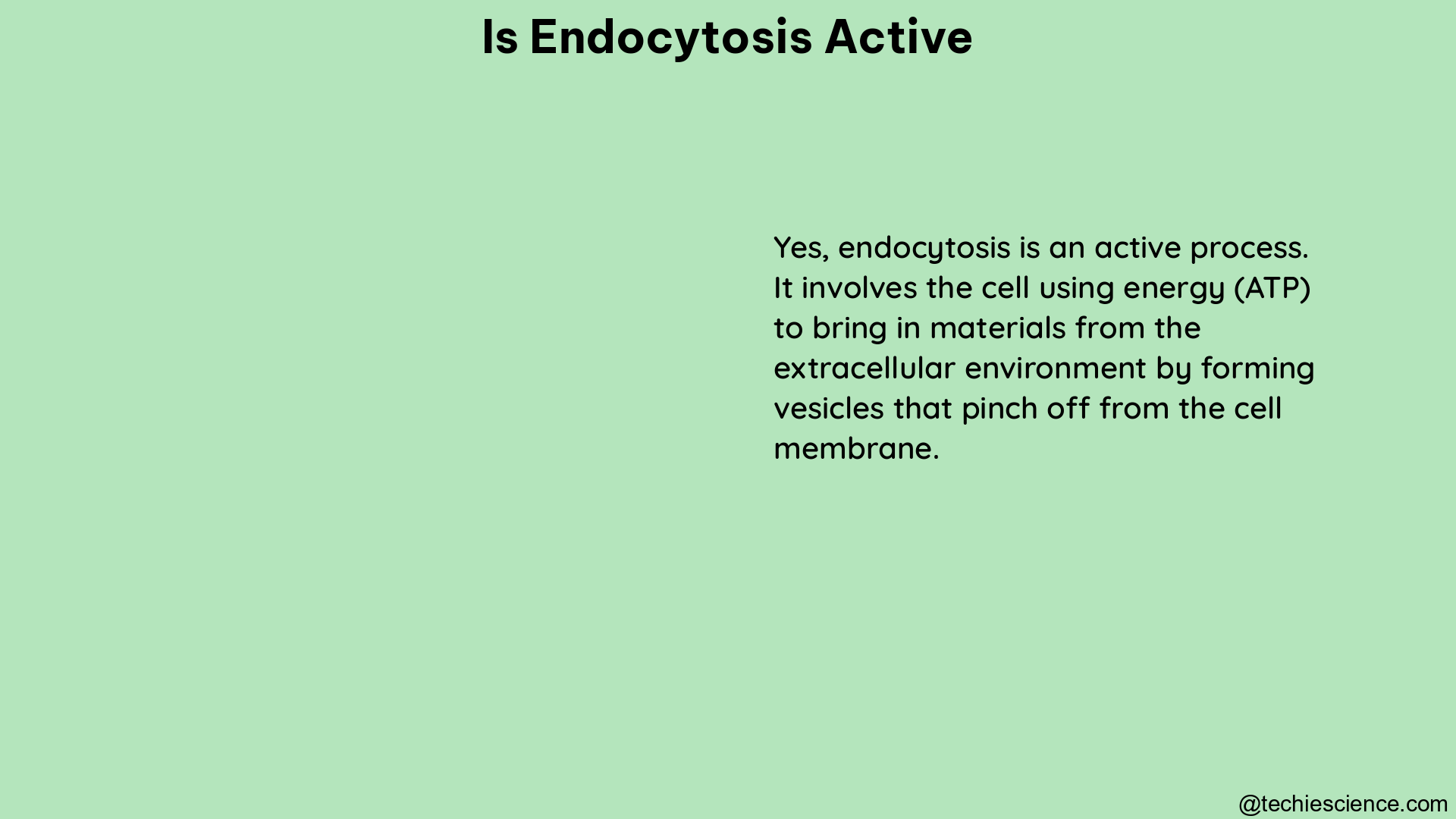 is endocytosis active