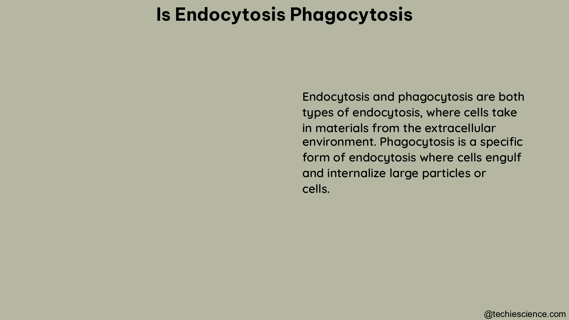 is endocytosis phagocytosis