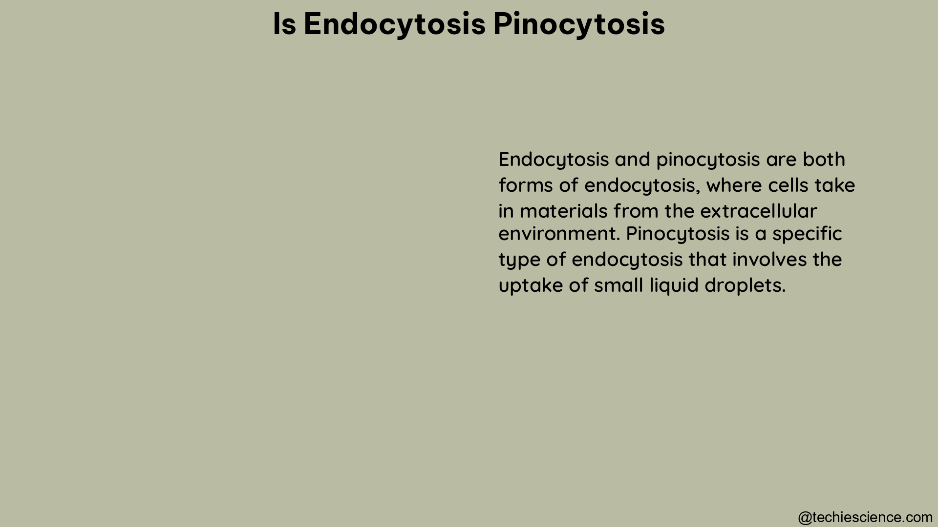 is endocytosis pinocytosis