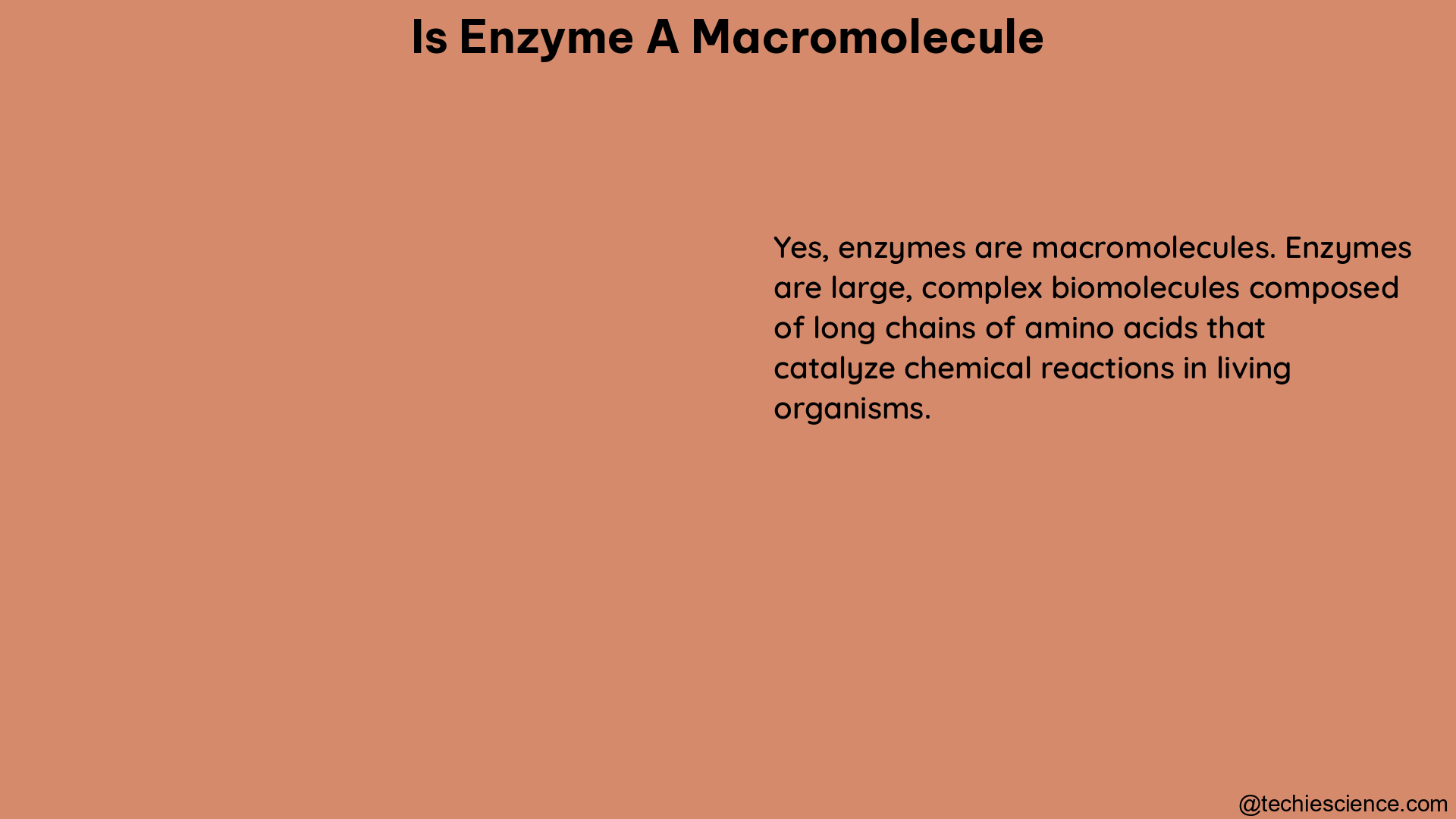 is enzyme a macromolecule