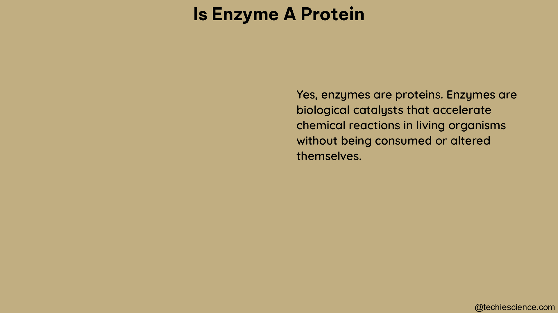 is enzyme a protein