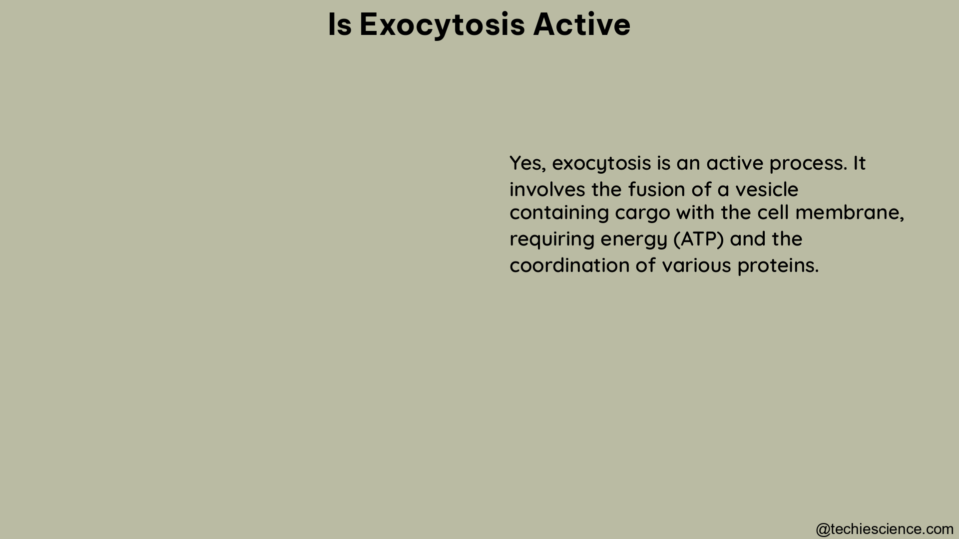 is exocytosis active