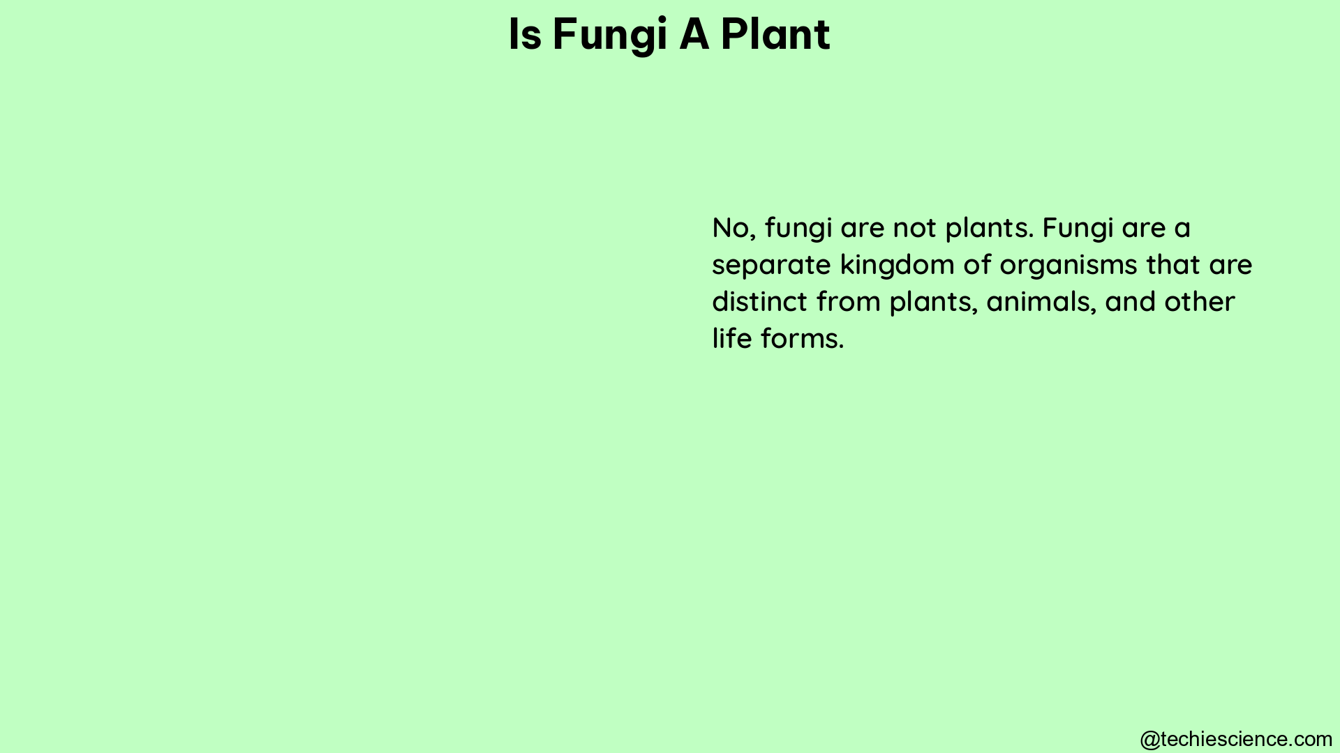 is fungi a plant