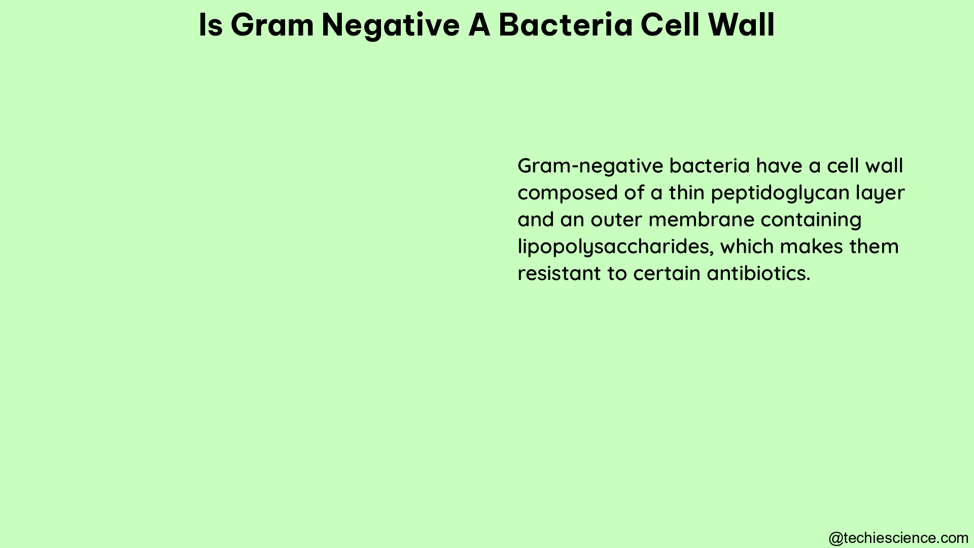 is gram negative a bacteria cell wall