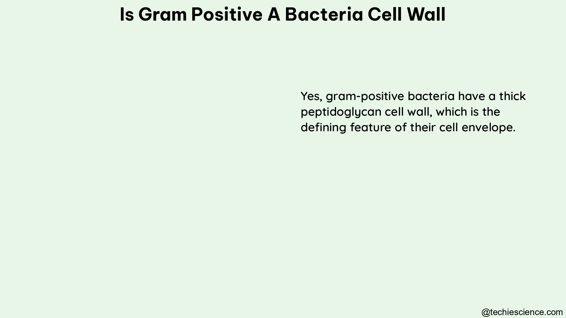 is gram positive a bacteria cell wall