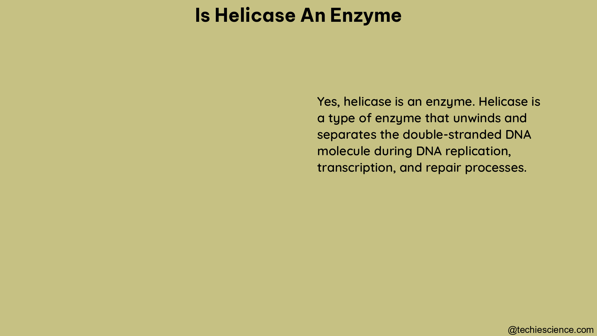 is helicase an enzyme