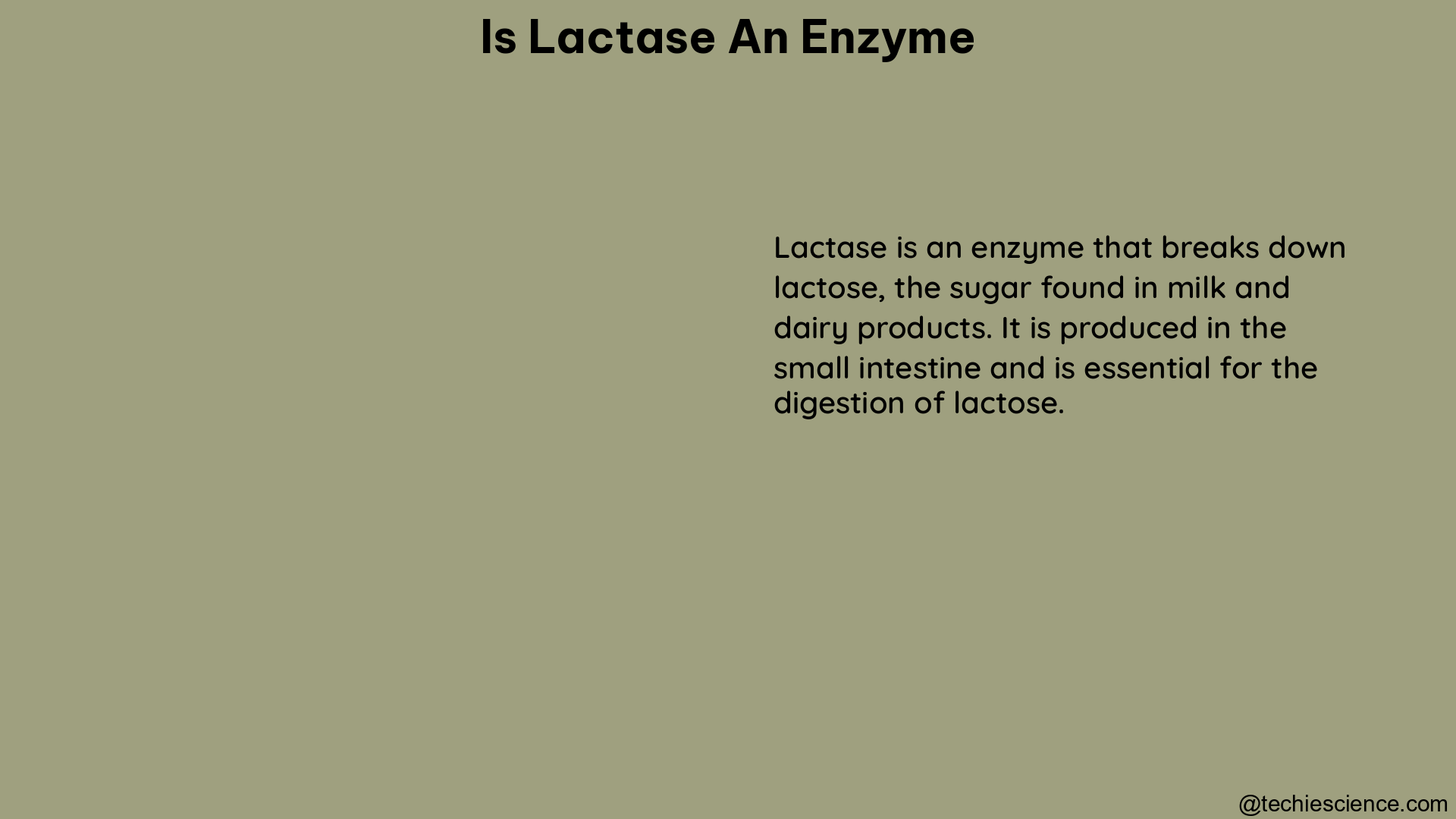 is lactase an enzyme