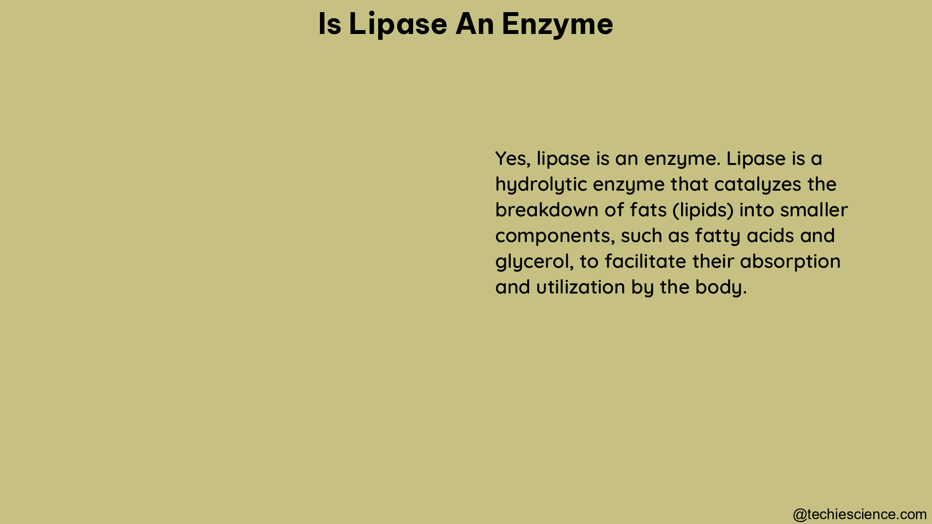 is lipase an enzyme