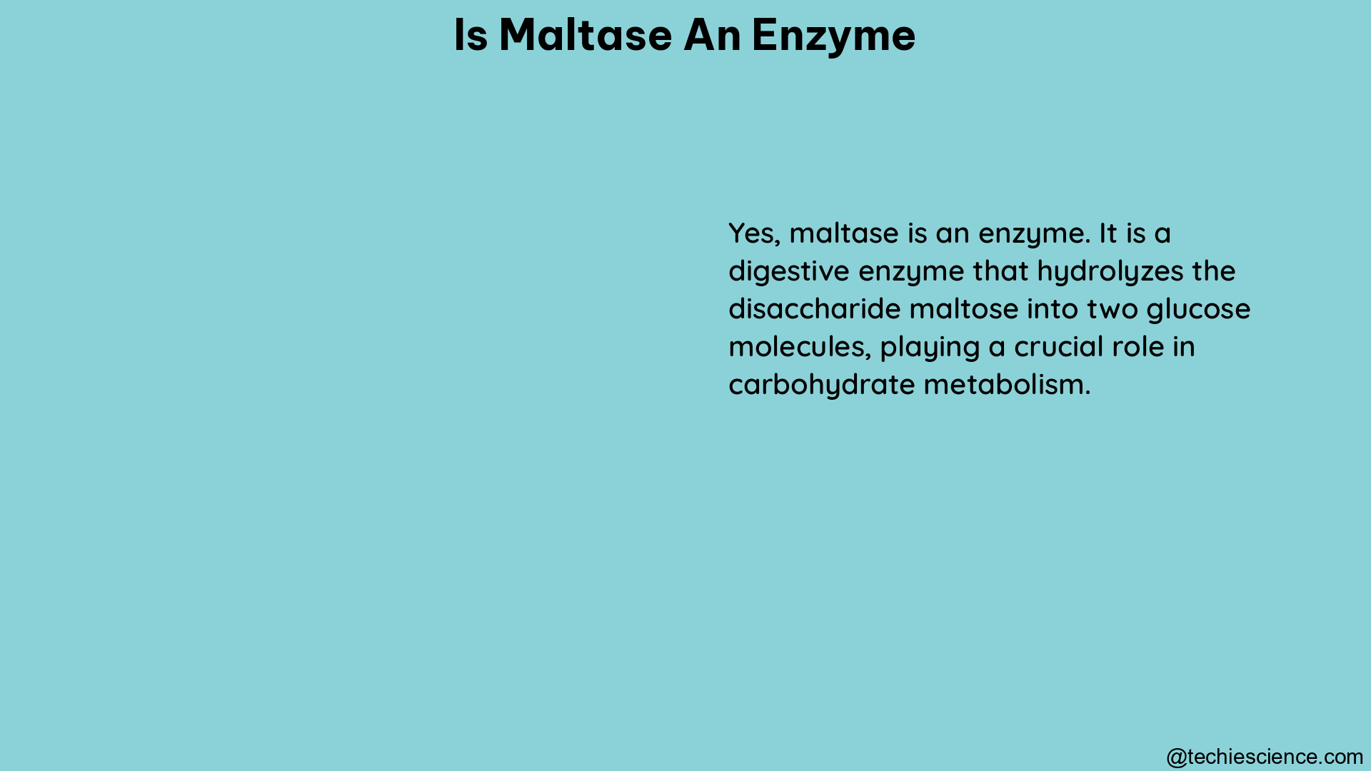 is maltase an enzyme