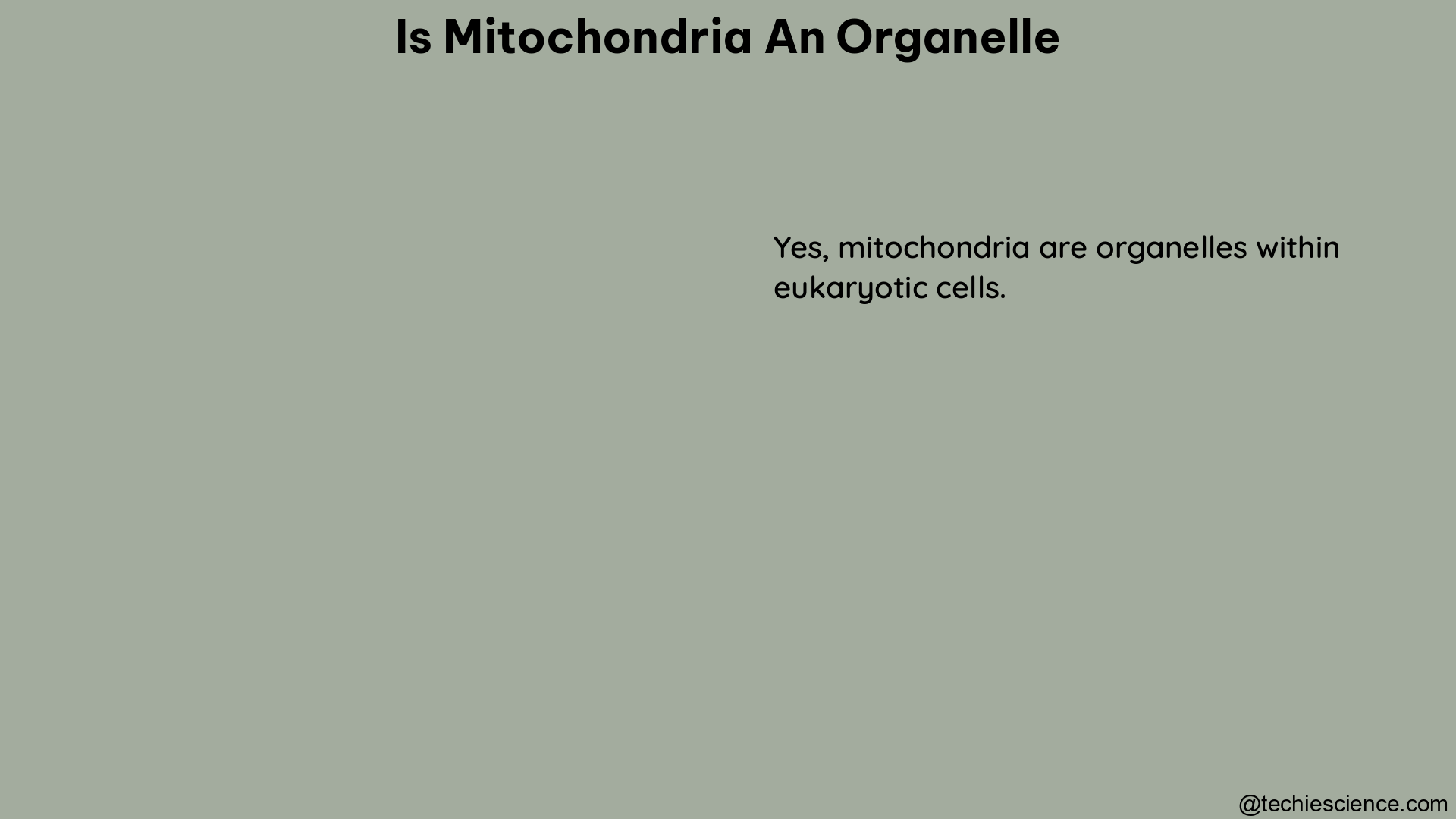 is mitochondria an organelle