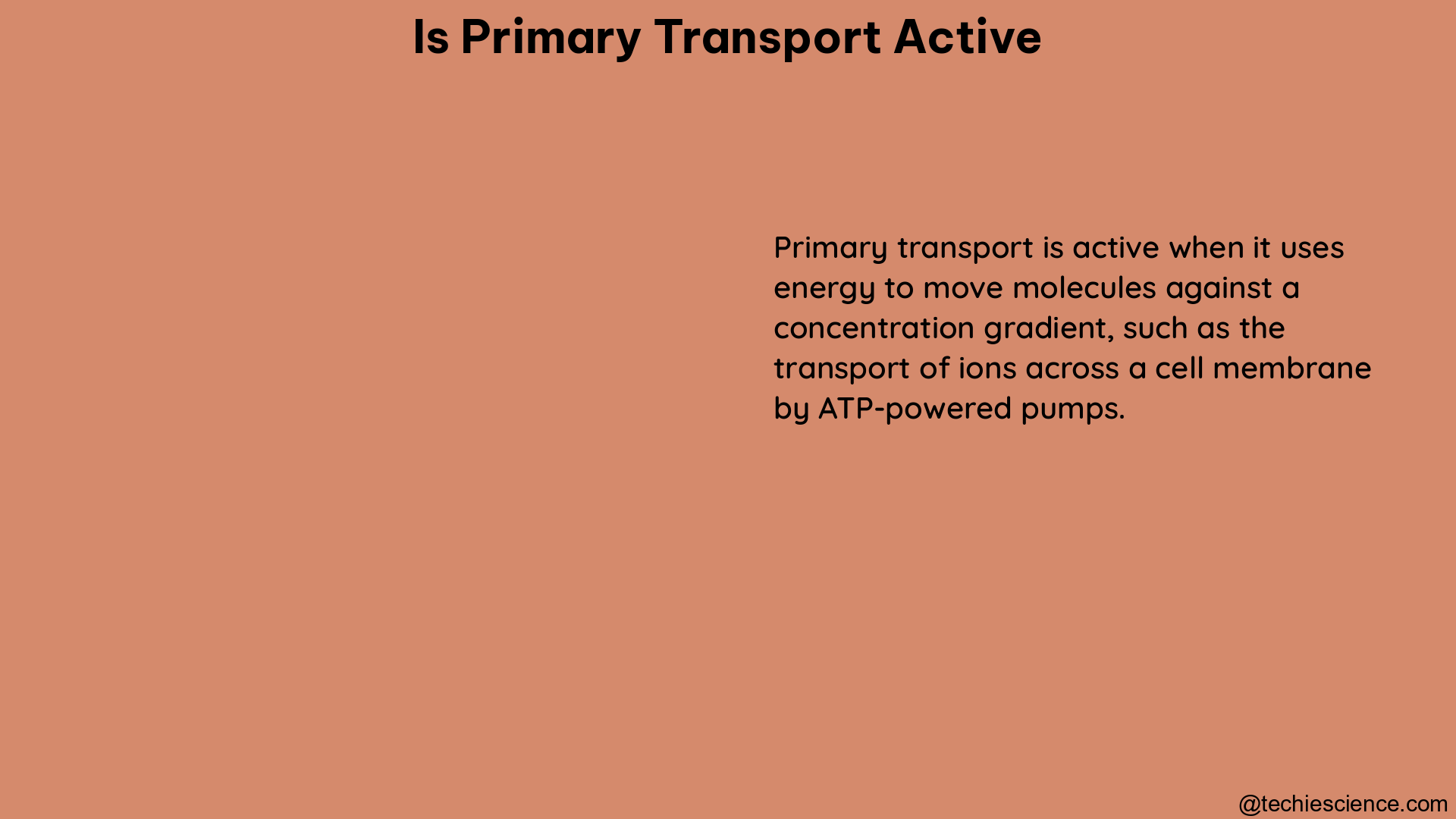 is primary transport active