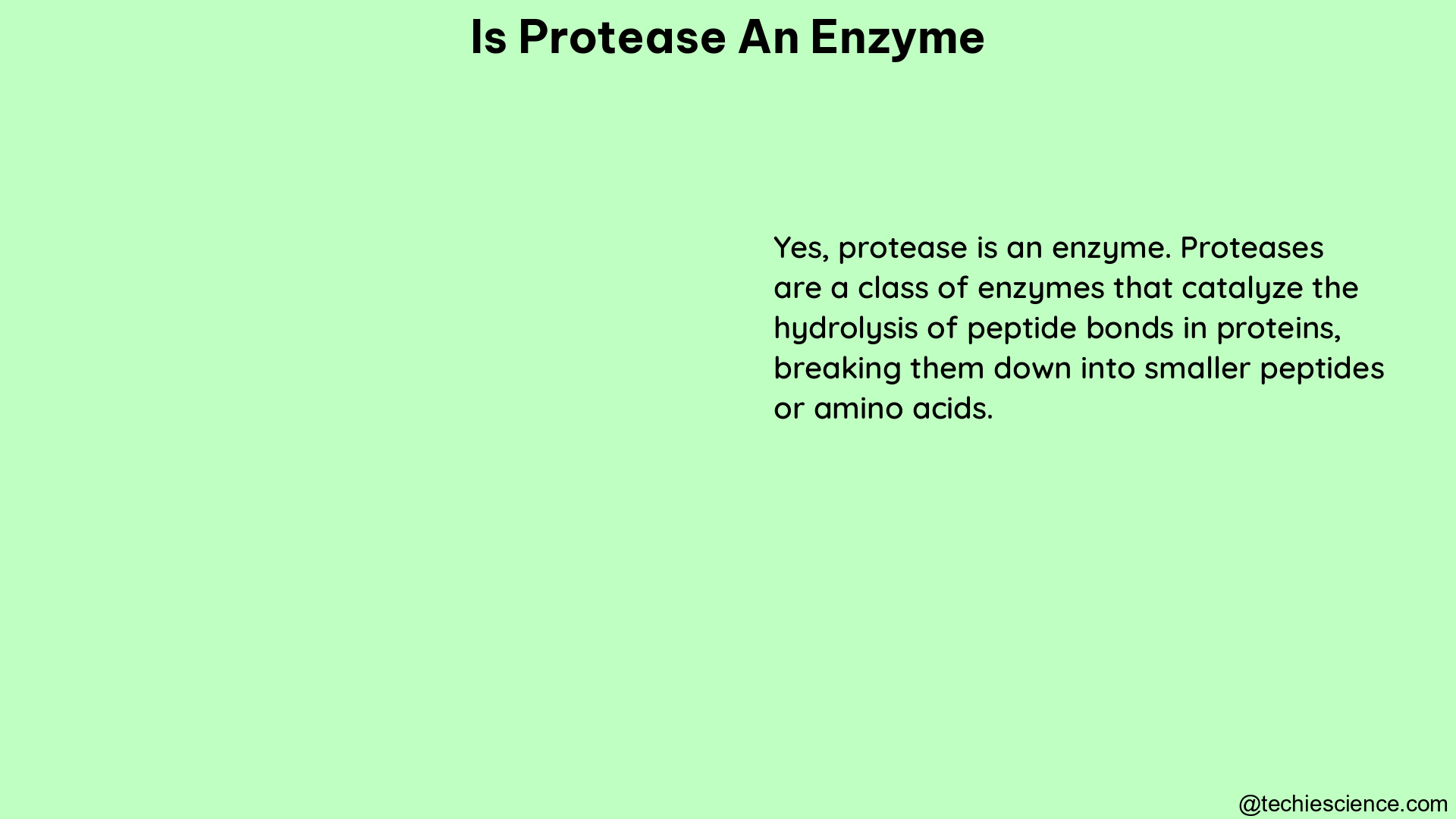 is protease an enzyme