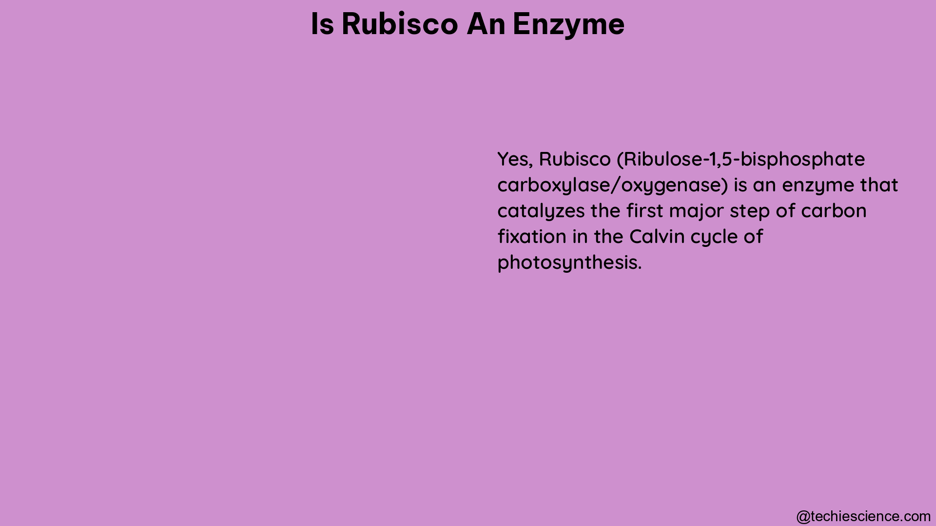 is rubisco an enzyme