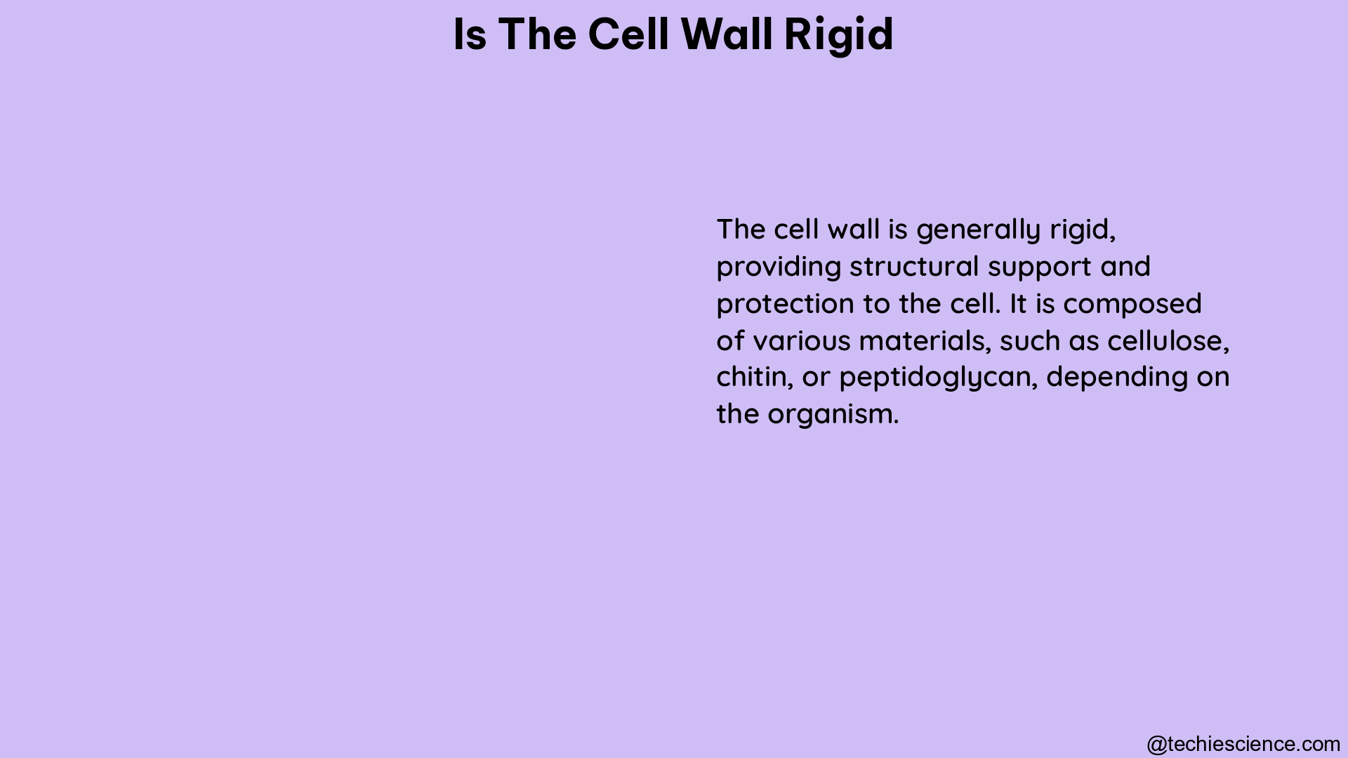 is the cell wall rigid