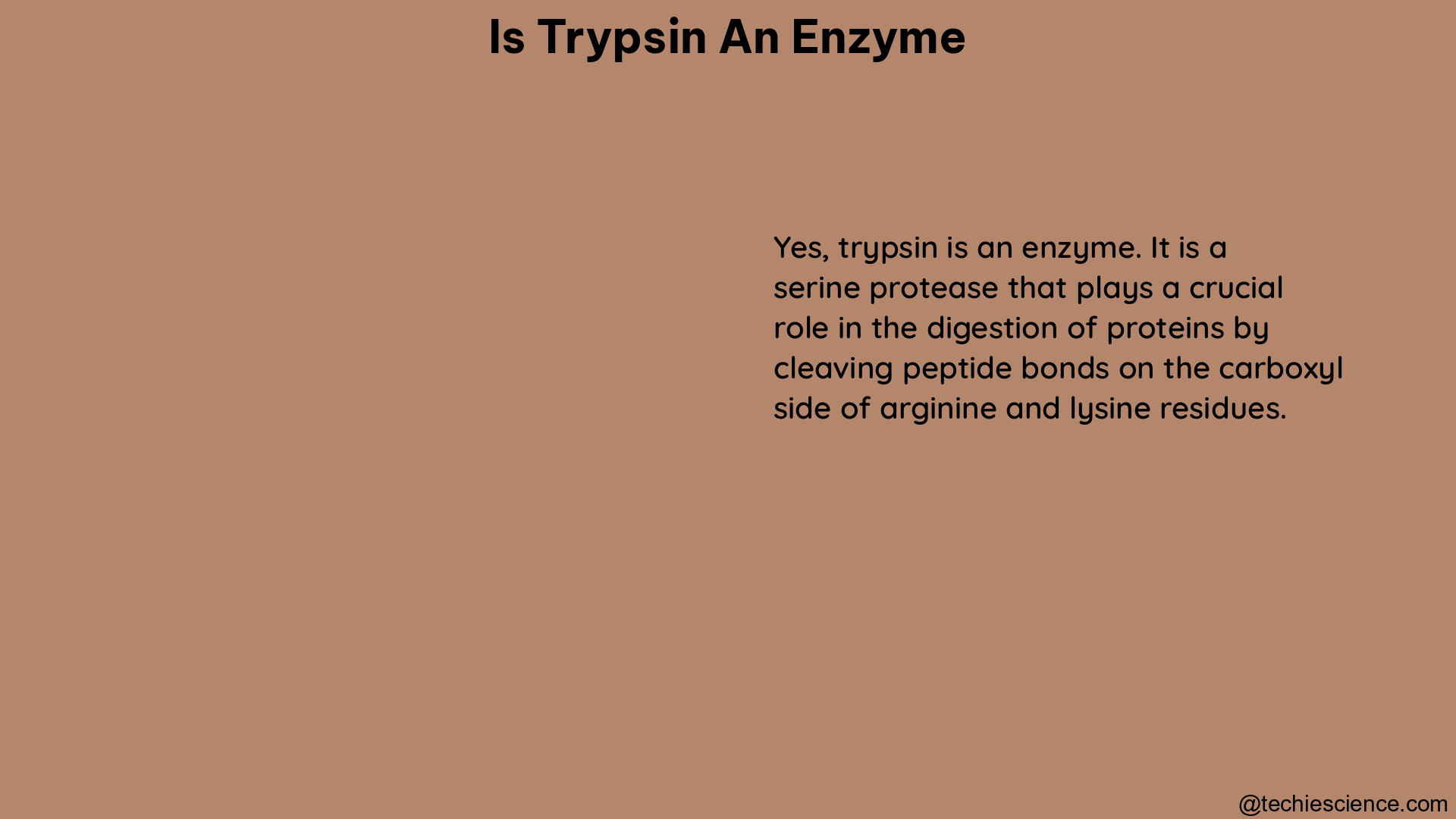 is trypsin an enzyme