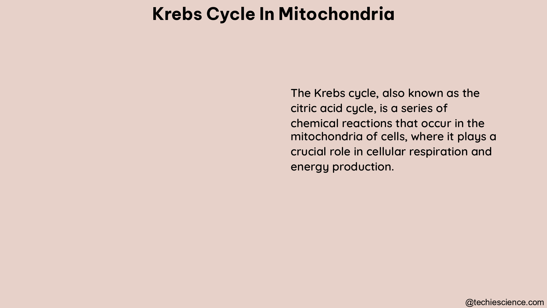 krebs cycle in mitochondria