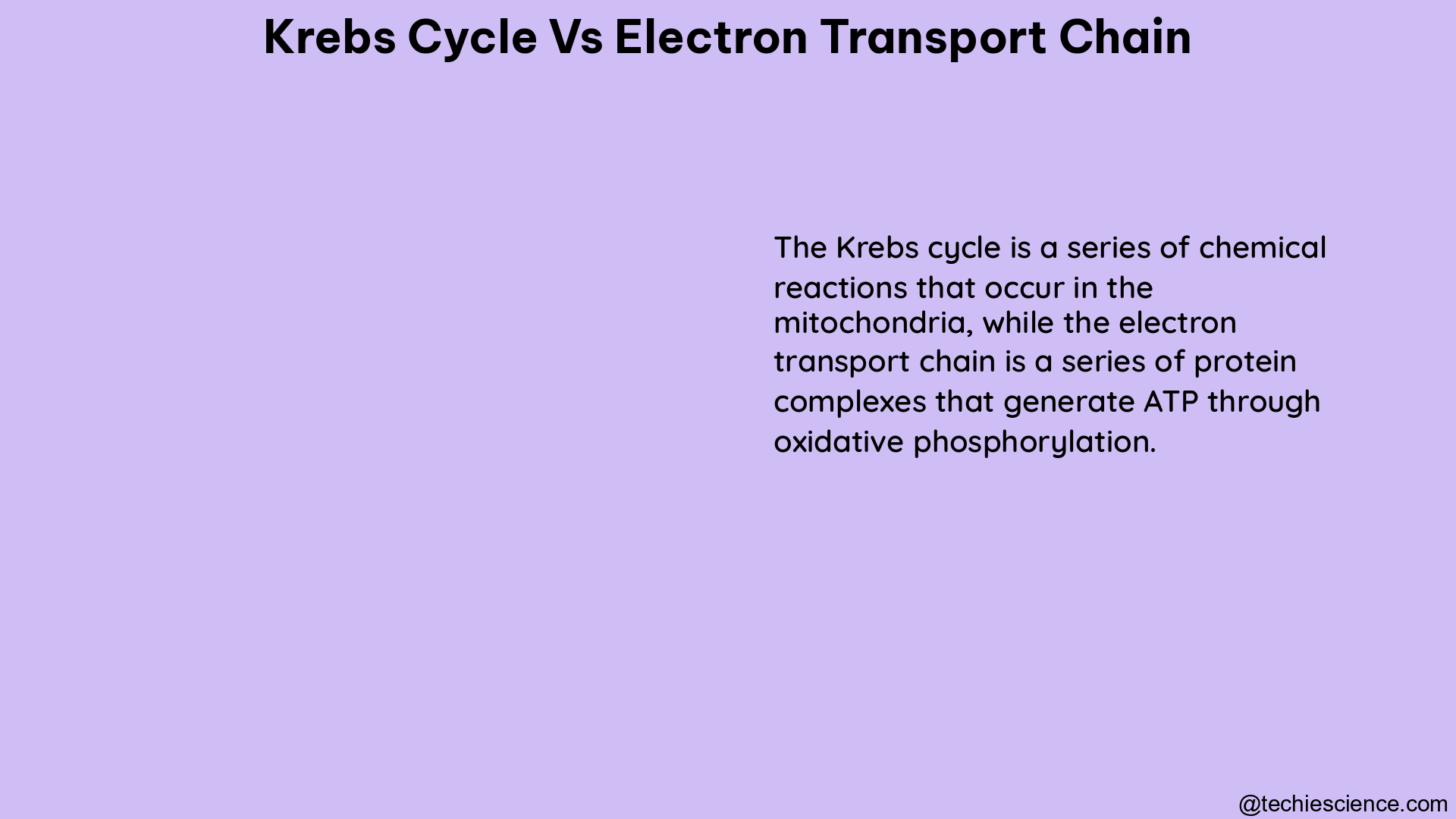 krebs cycle vs electron transport chain