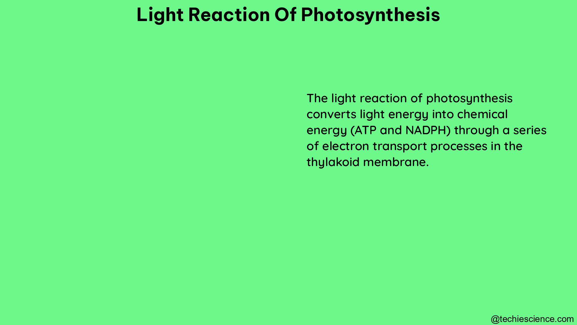 light reaction of photosynthesis