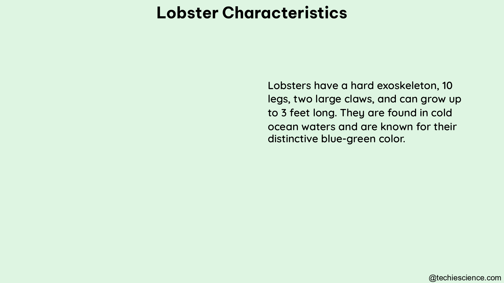 lobster characteristics