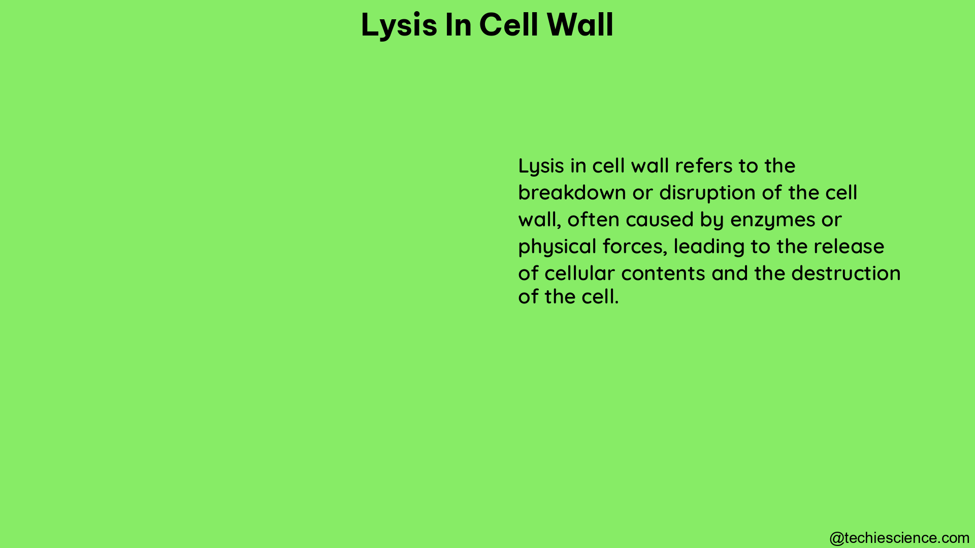 lysis in cell wall