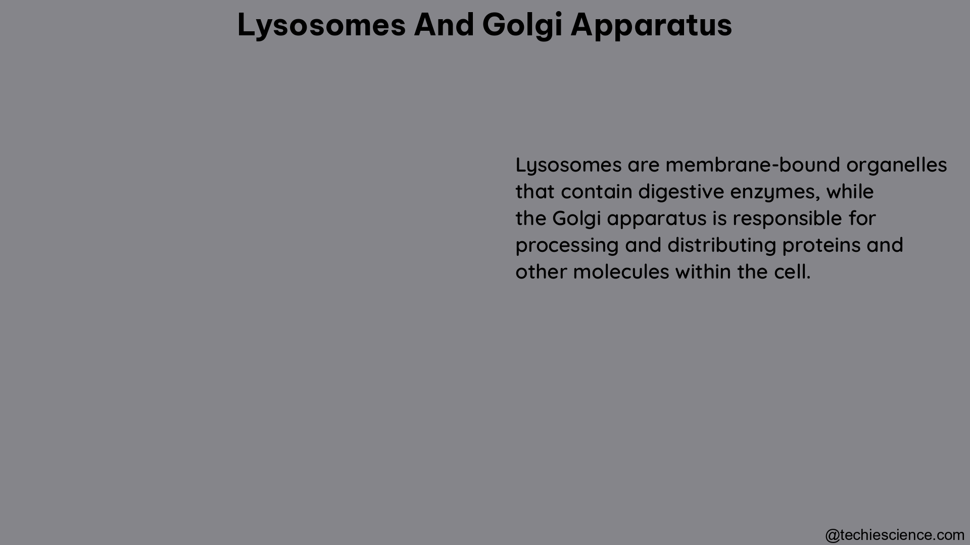 lysosomes and golgi apparatus