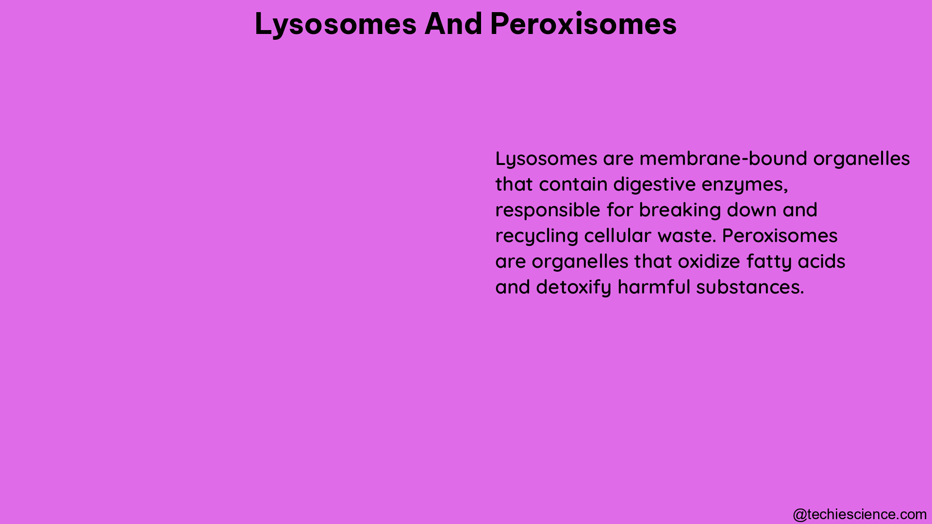 lysosomes and