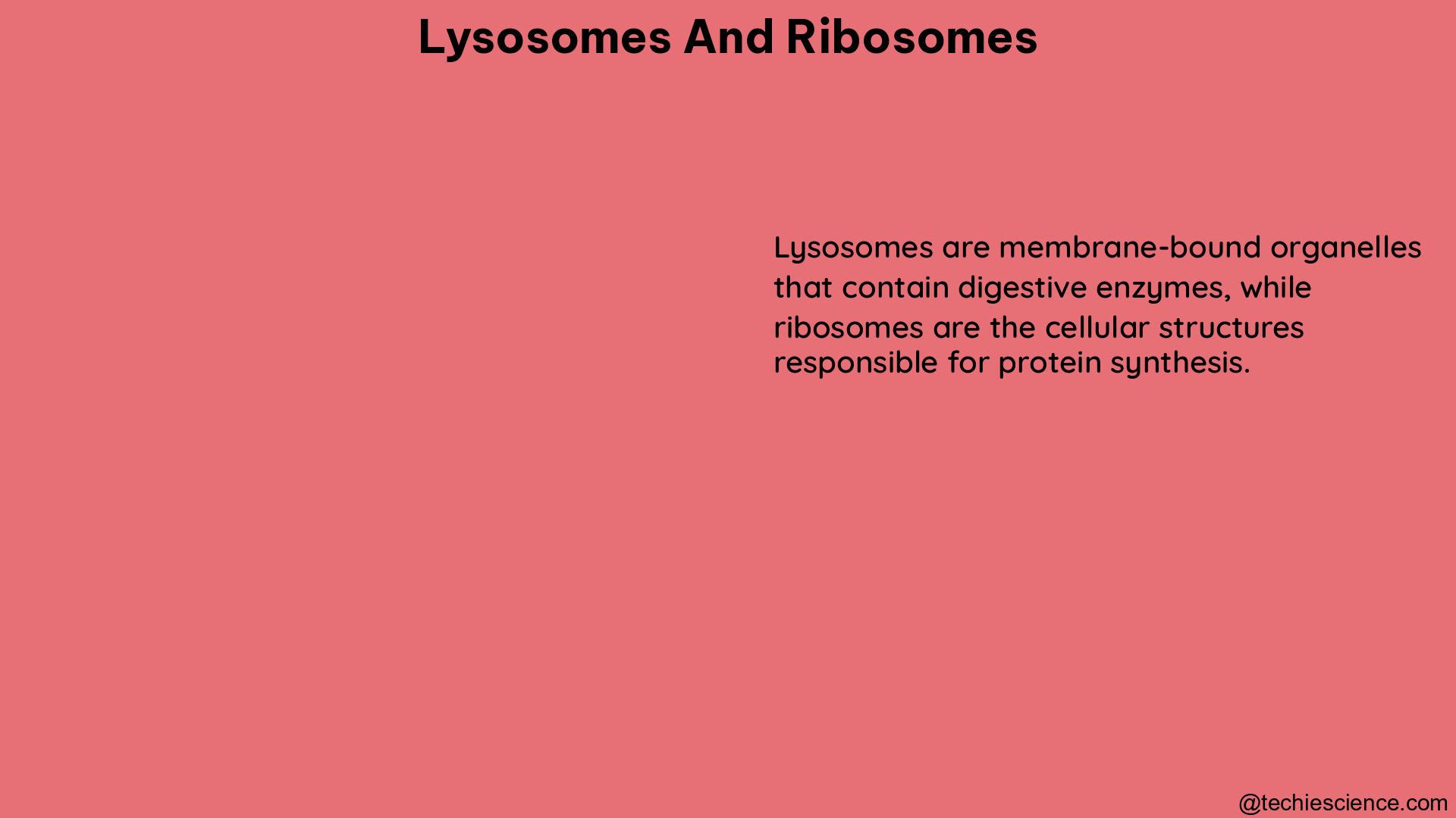 lysosomes and ribosomes