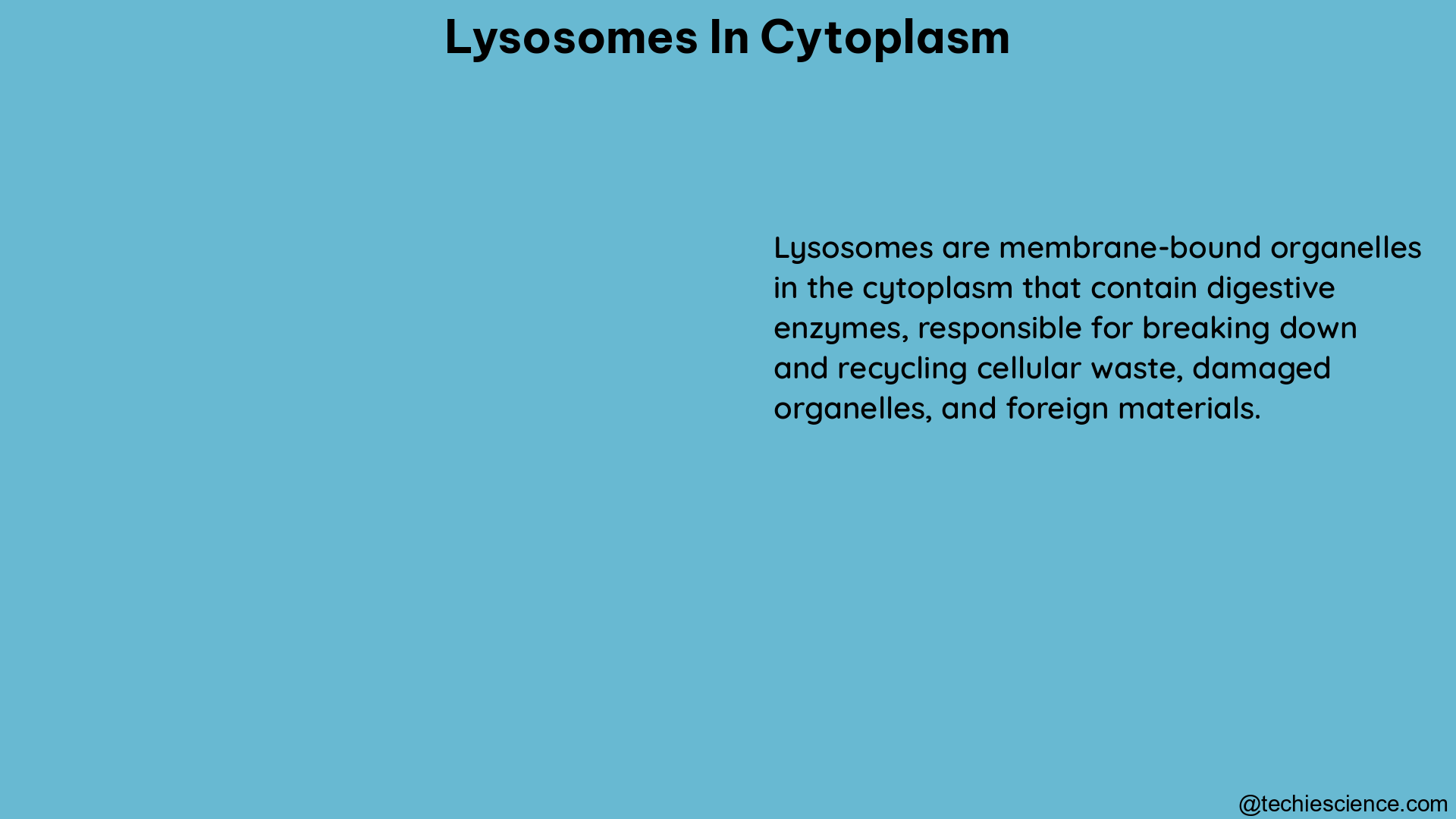 lysosomes in cytoplasm