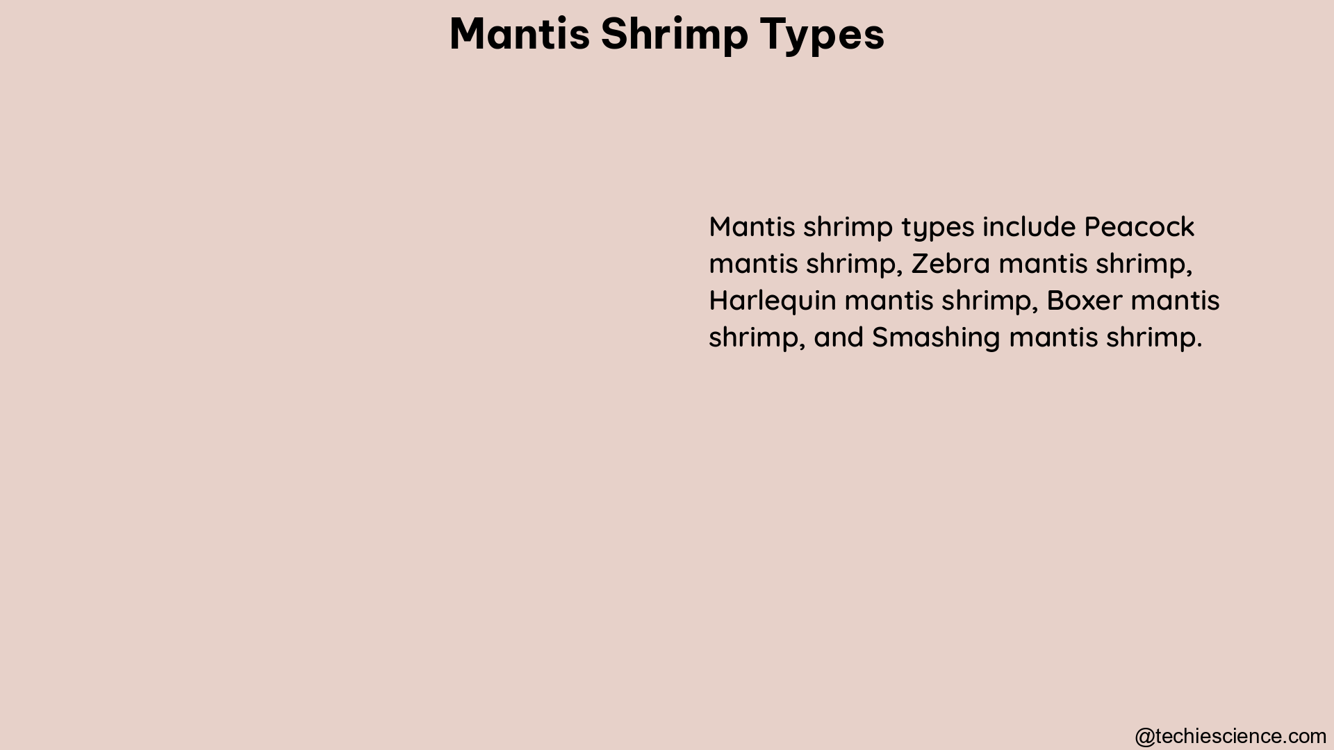 mantis shrimp types