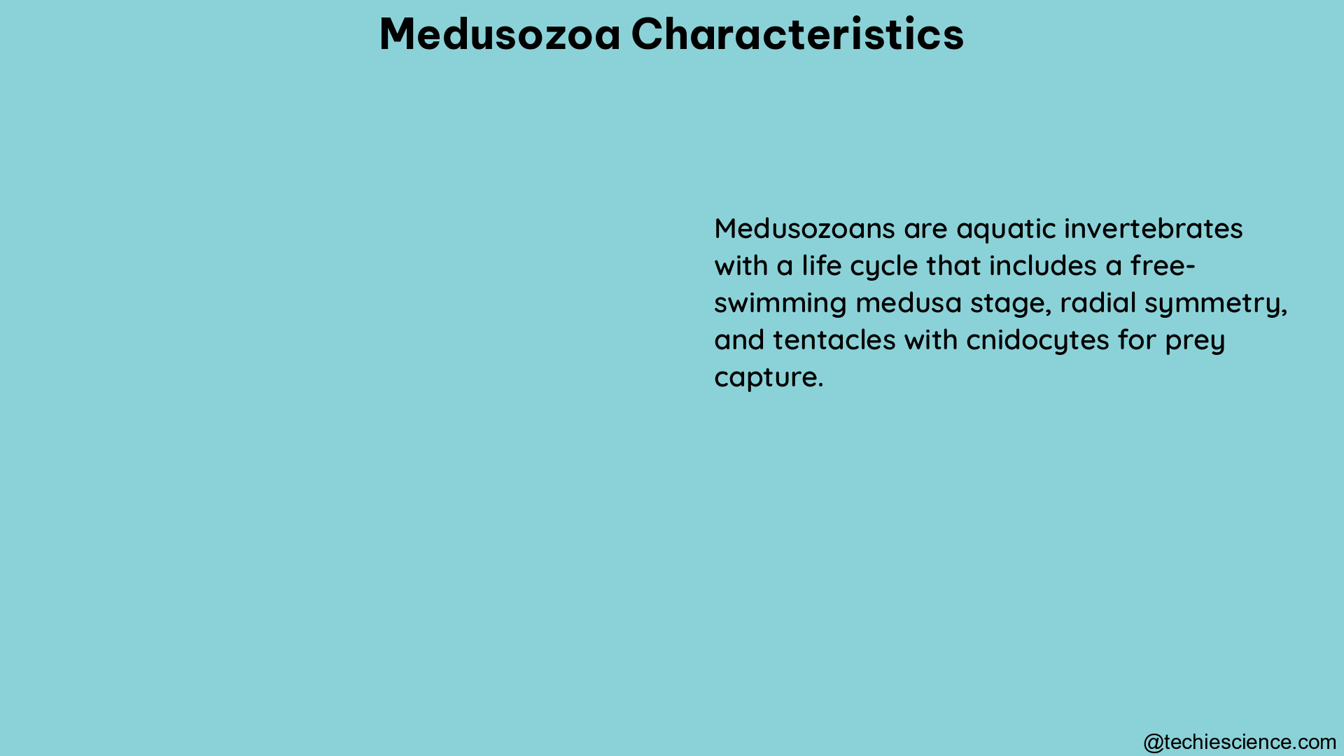 medusozoa characteristics