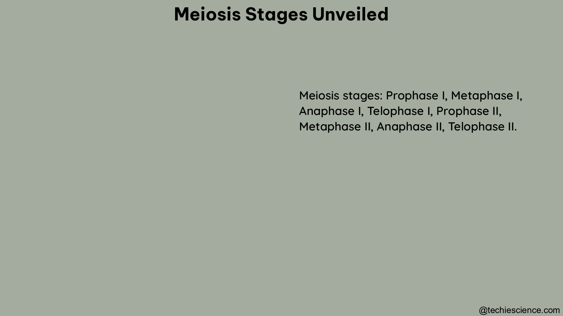 meiosis stages unveiled