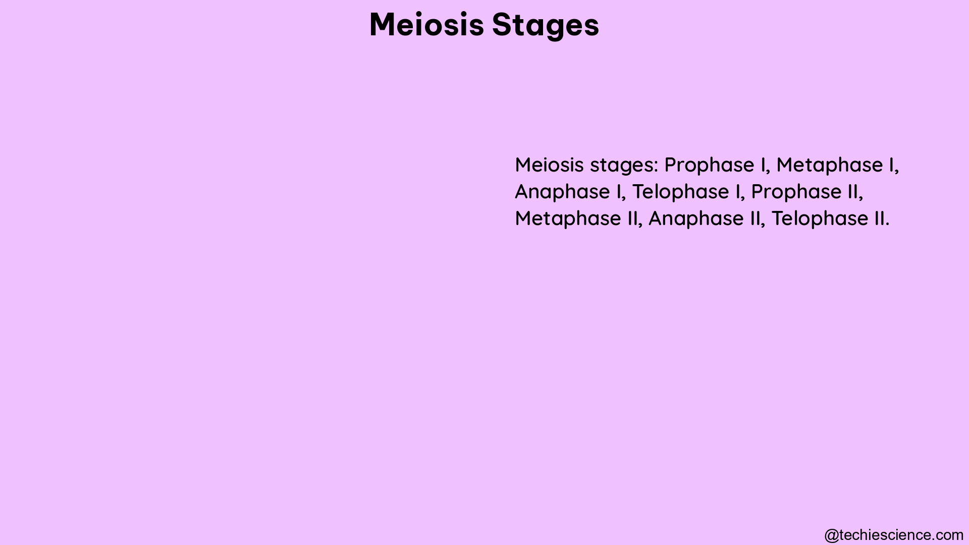 meiosis stages