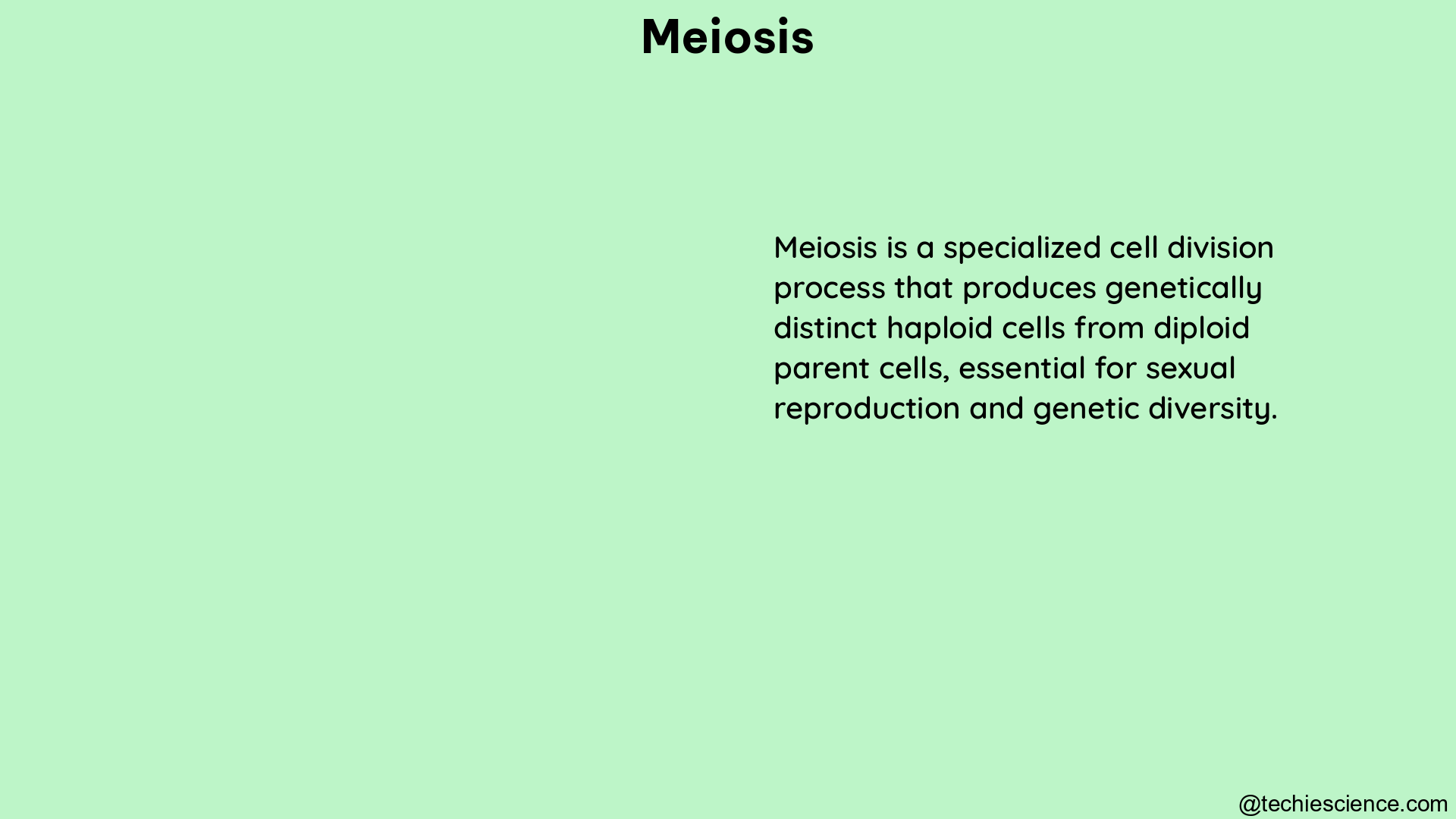 meiosis