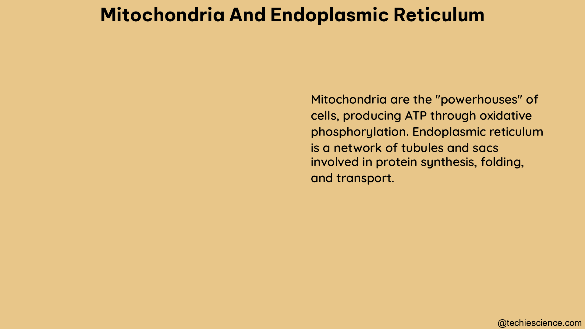 mitochondria and endoplasmic reticulum