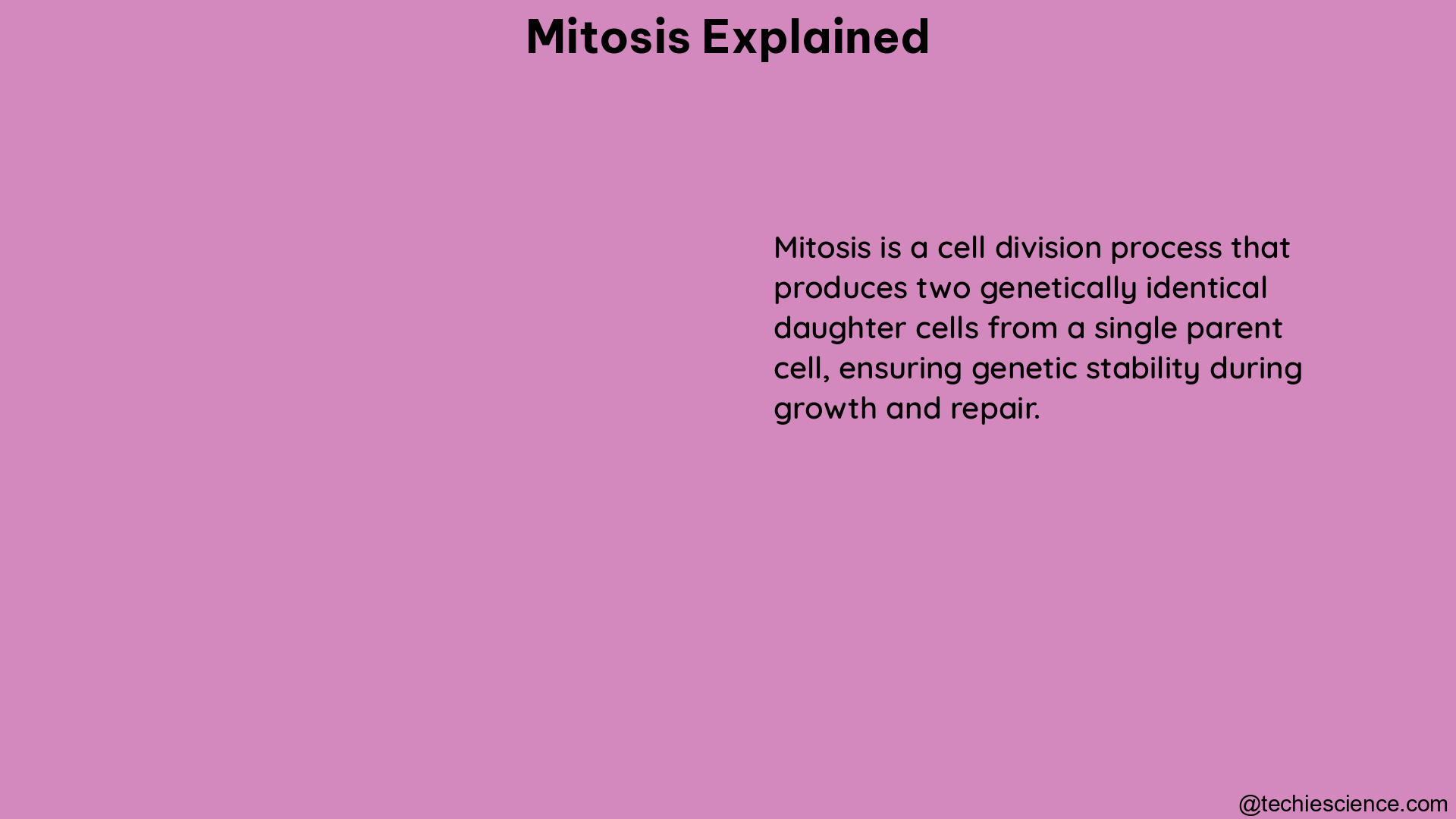 mitosis explained