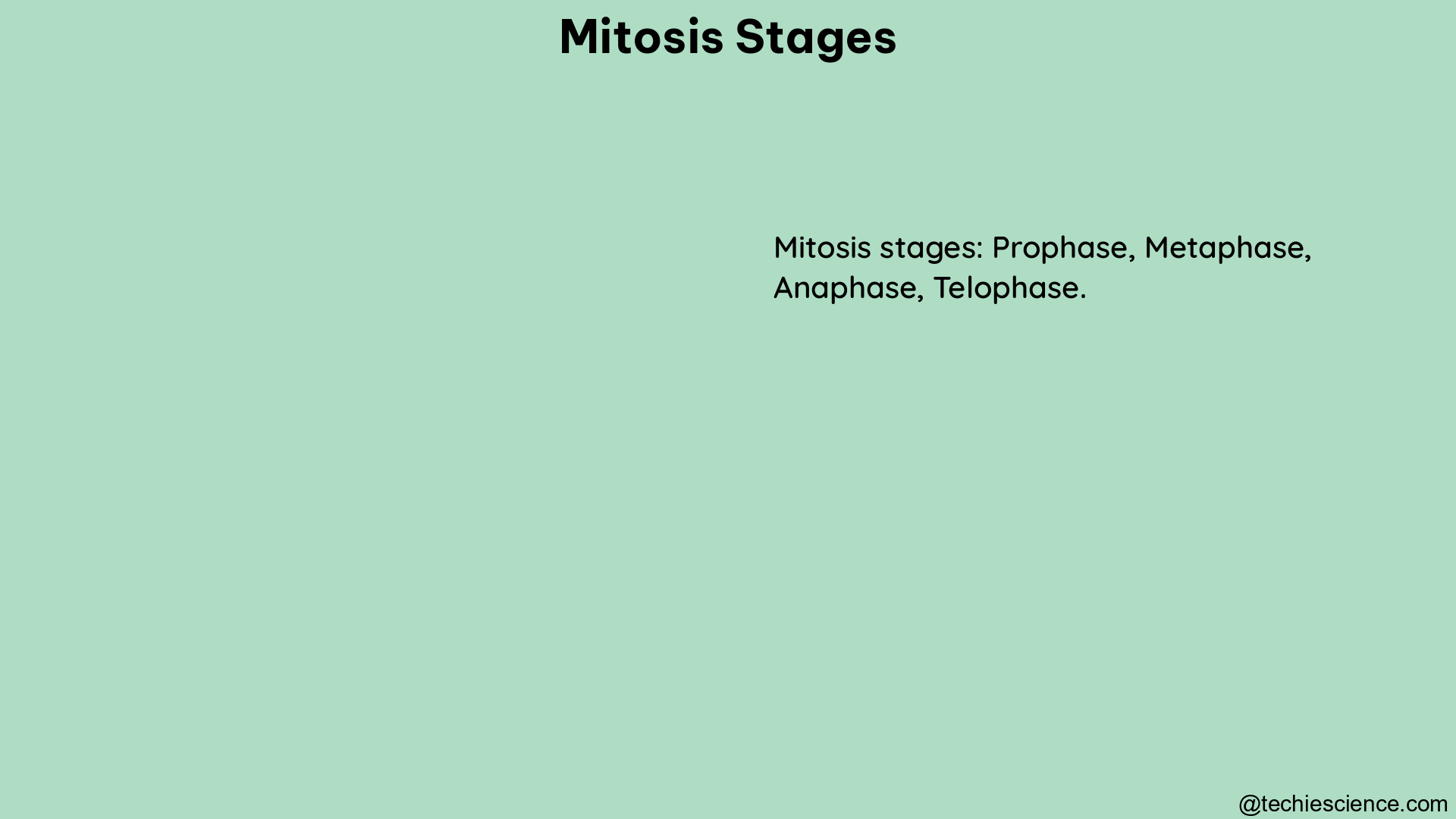 mitosis stages