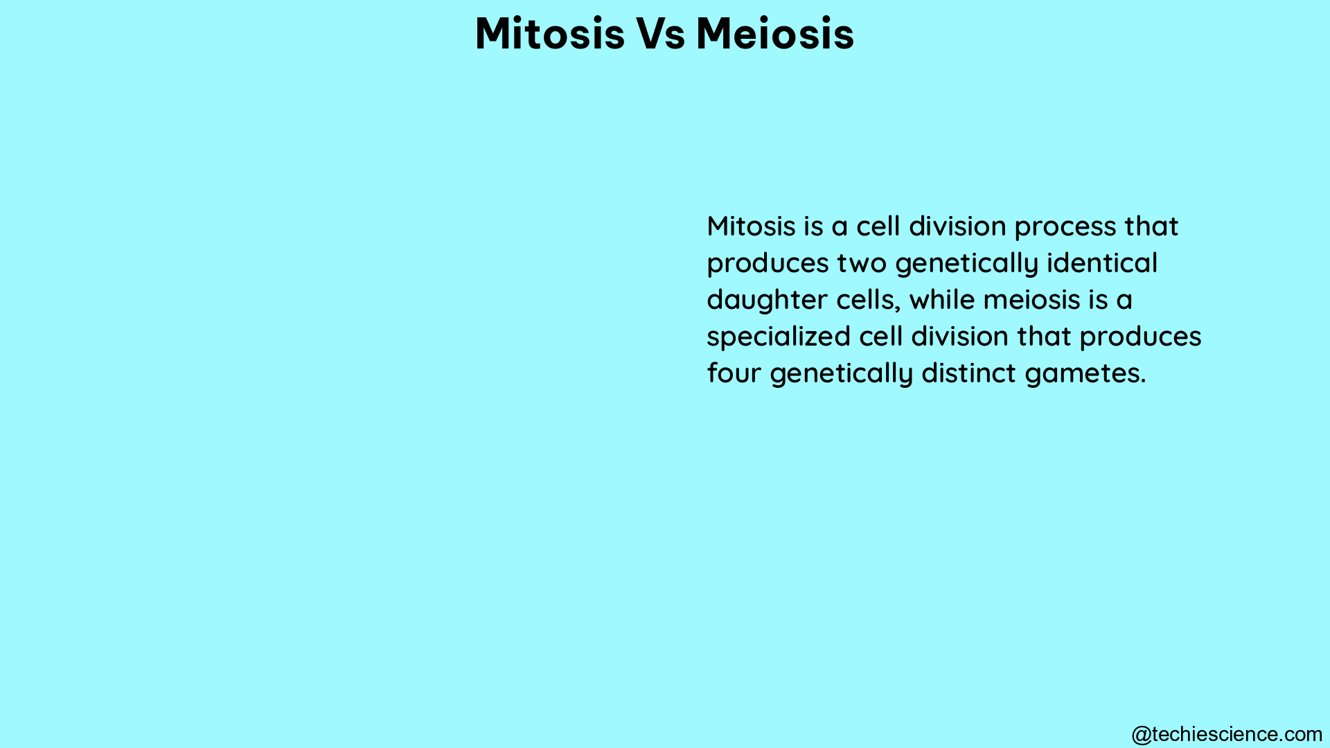 mitosis vs meiosis