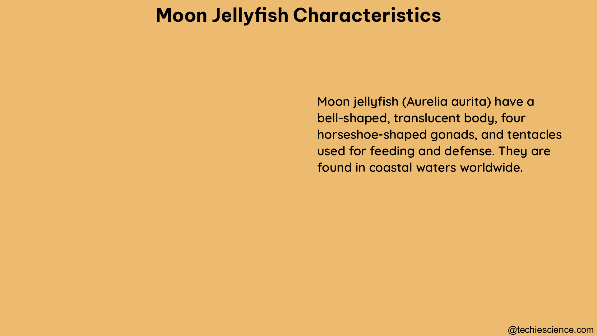 moon jellyfish characteristics