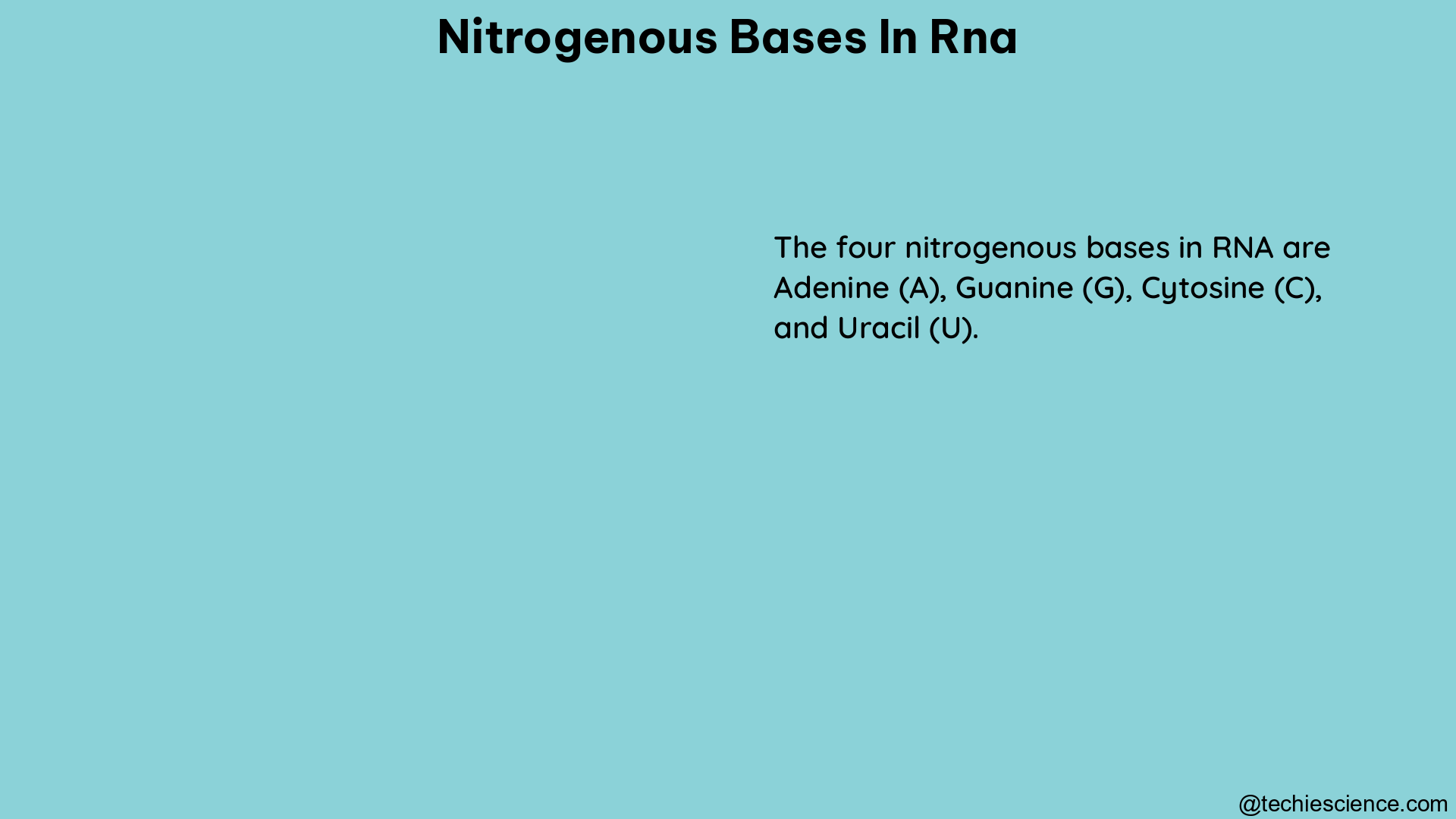 nitrogenous bases in rna