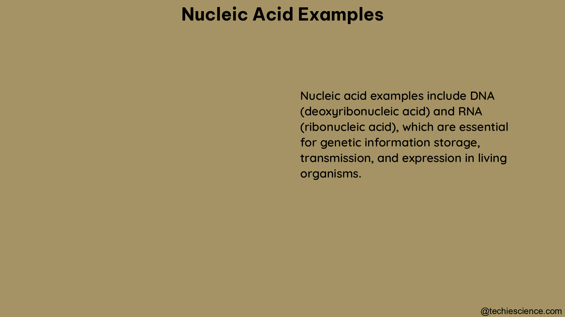 nucleic acid examples