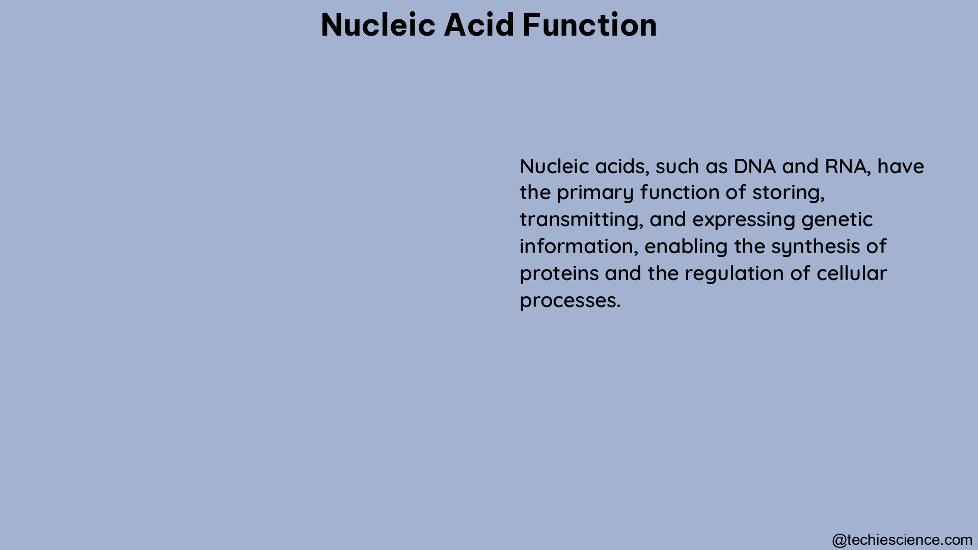 nucleic acid function