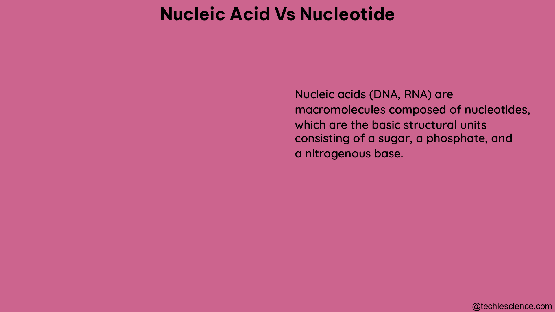 nucleic acid vs nucleotide