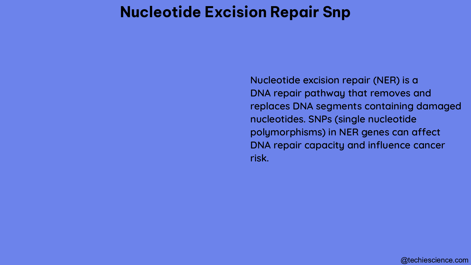 nucleotide excision repair snp