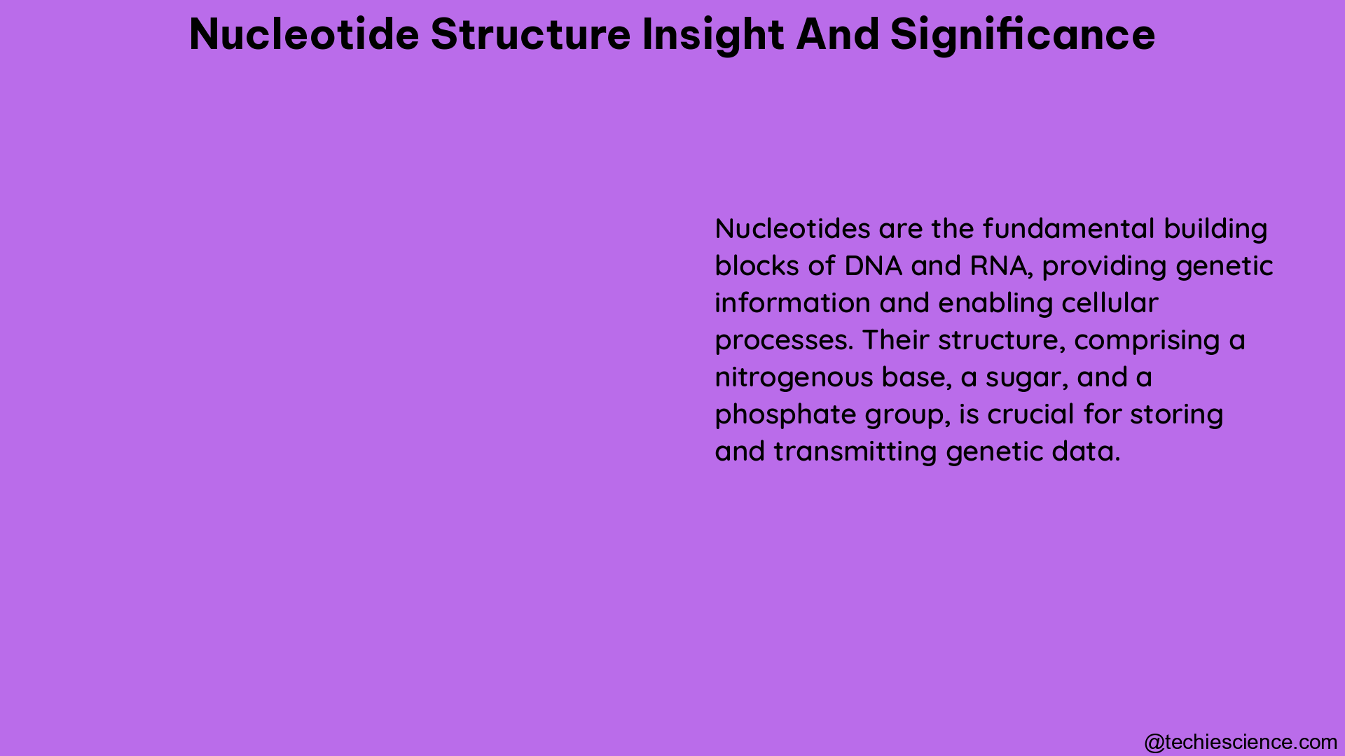 nucleotide structure insight and significance