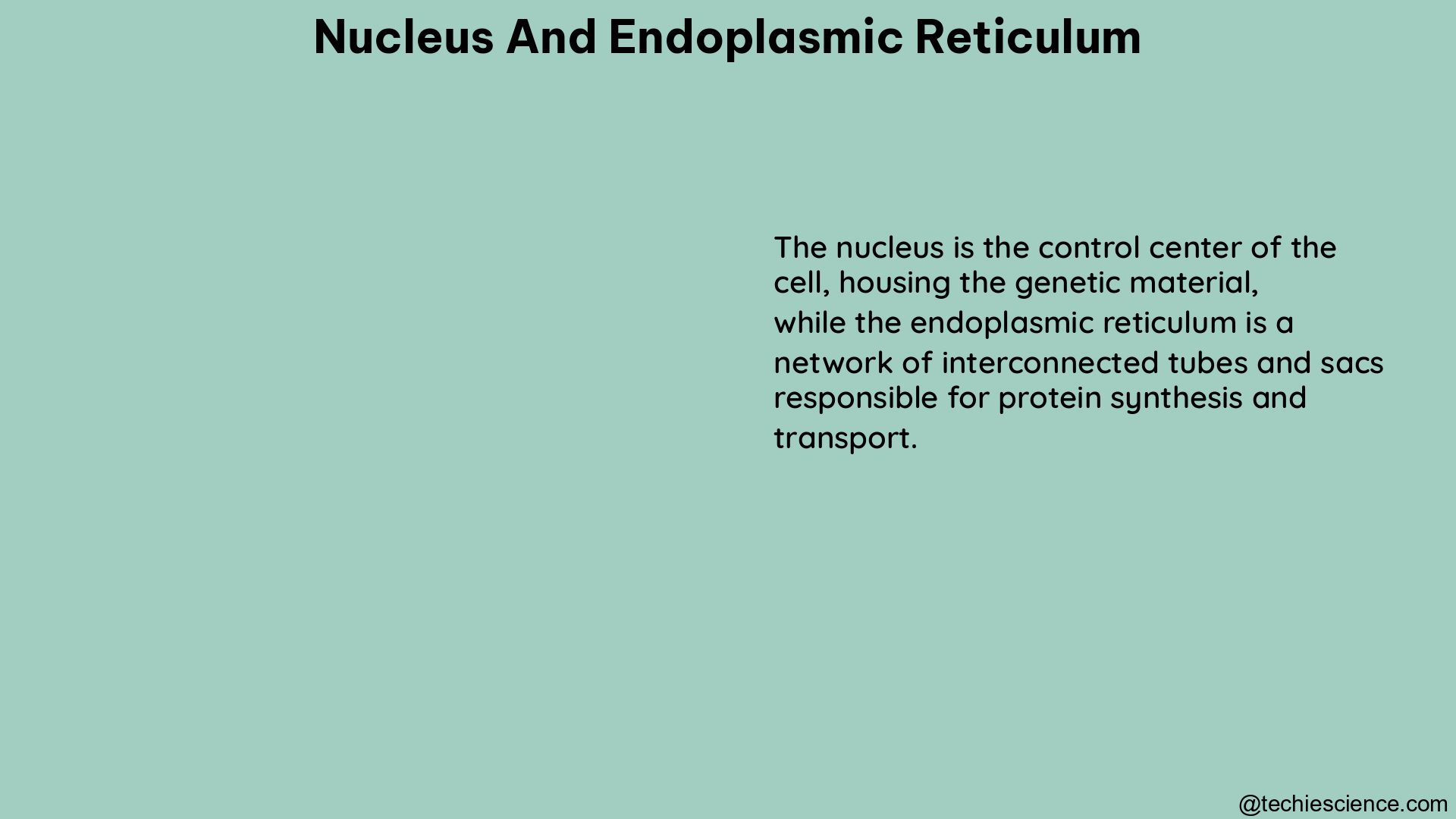 nucleus and endoplasmic reticulum