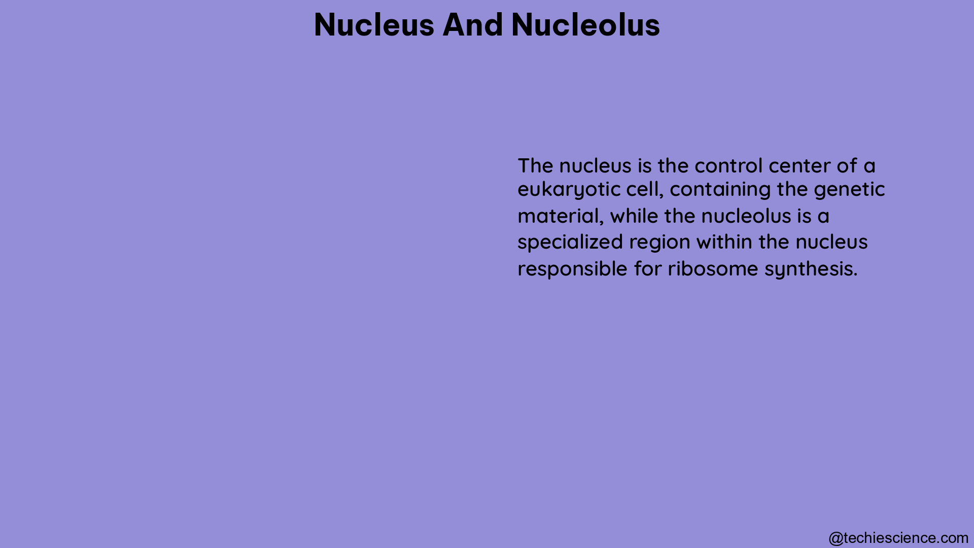 nucleus and nucleolus